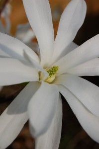 dsc_0010_r1