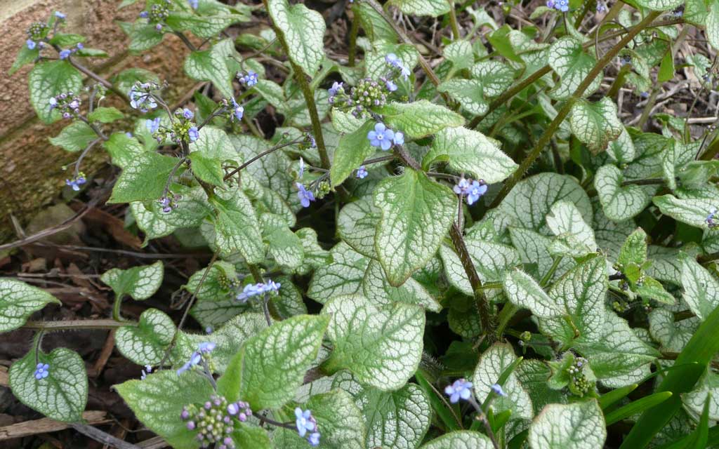 Shade loving plant – Brunnera