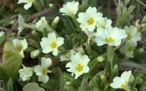 primula-vulgaris-lr