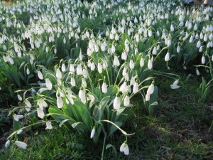 snowdrops-lr