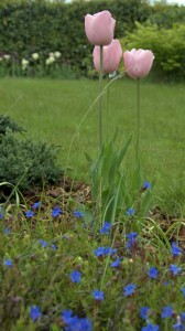 tulip-lithodora