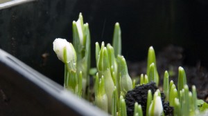 snowdrops emerging ready for planting