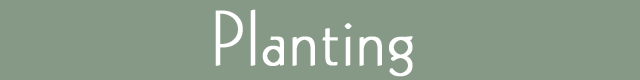 planting-banner-640