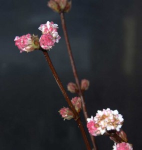 viburnum bodnantense dawn specimen plant