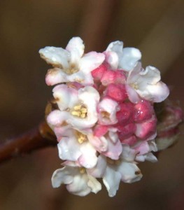 viburnum bodnantense dawn specimen plant